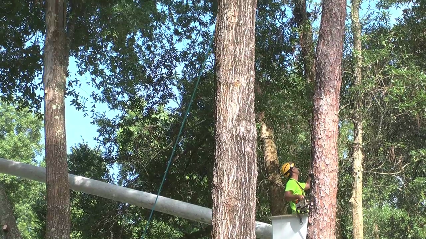 Robert's Tree Service Inc - Home Improvements