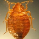 Natures Defense Gotbedbugsaz.com - Pest Control Services