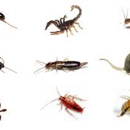 Dean's Pest Solutions - Pest Control Services