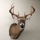 Rocky Acres Taxidermy