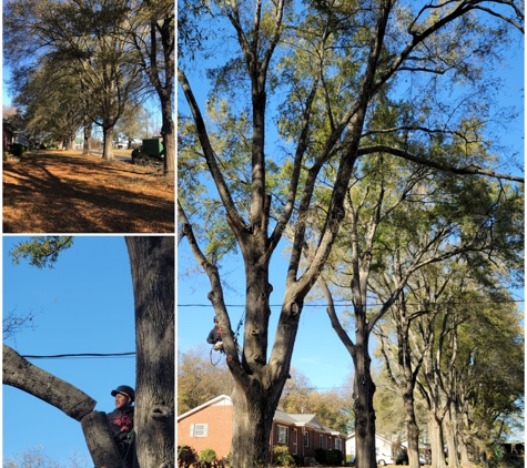 Ko Tree Services. Mint Hill NC Oak Tree Trimming and removal of dead wood.