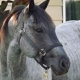 'Ohana Stables and Riding Facility