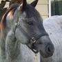 'Ohana Stables and Riding Facility