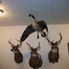 Pepper Ridge Taxidermy gallery