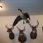 Pepper Ridge Taxidermy