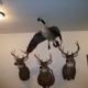 Pepper Ridge Taxidermy