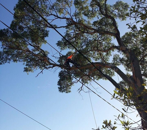 Plumb Trees - Croydon Park, NSW