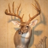 Artistic Wildlife Taxidermy gallery