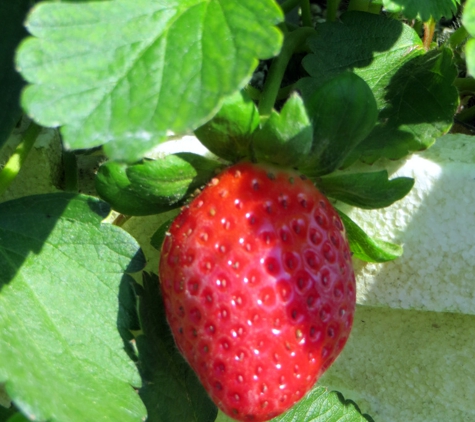 Hydro Harvest Farms - Ruskin, FL