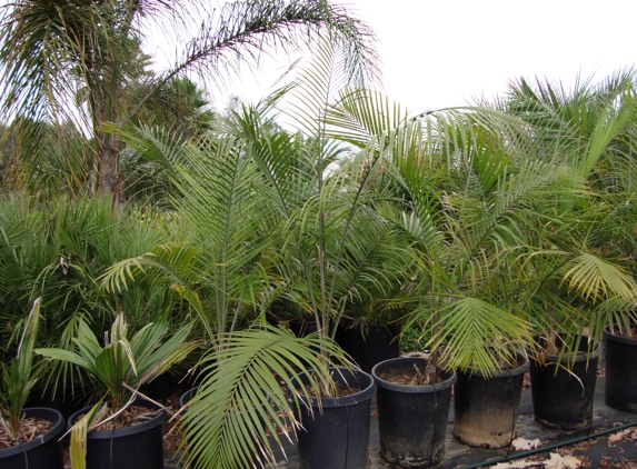 Discovery Island Palms - San Marcos, CA