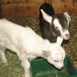 Backwoods Farm - Rumney, NH