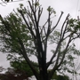 Mike Mitzel's Tree Service