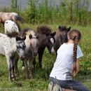 Toyland Miniature Horses - Horse Breeders