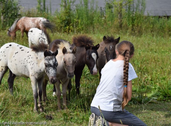 Toyland Miniature Horses - Round Lake, IL