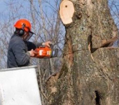 Timber Tree Service - Blacksburg, VA