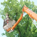 Under Price Tree Care and Landscaping Services - Tree Service