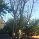 Capshaw Tree Service