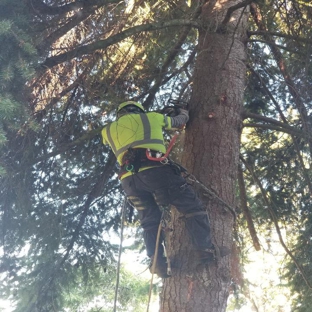 AA Tree Service Inc - Kent, WA