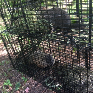 Nocturnal Wildlife Control LLC - Oswego, NY. Couple of woodchucks