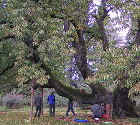 New Day Arborist - Ridgefield, WA