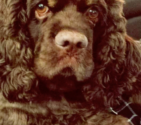 Ryan's Training Center K9 Boot Camp - Slidell, LA. My happy Cocker!