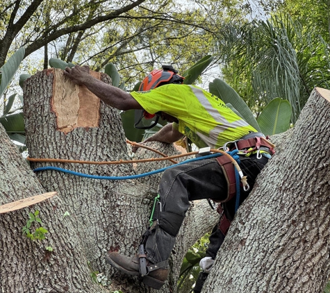 All Your Way Tree Service - Seffner, FL