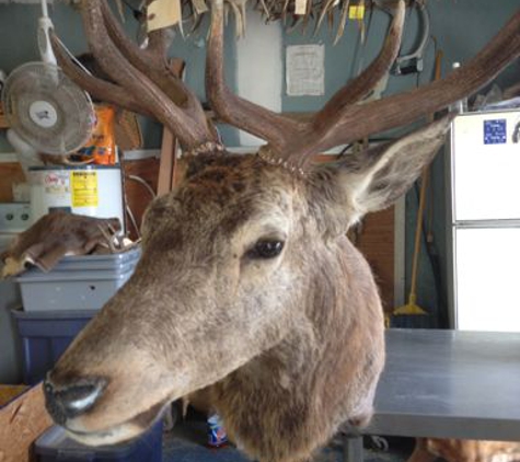 Brownsburg Taxidermy - Brownsburg, IN