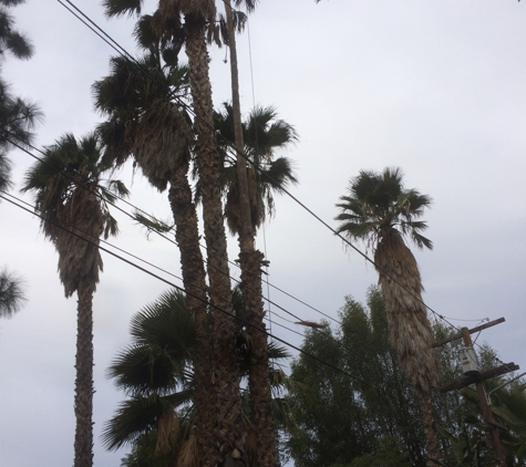 Ortega's Jr Tree Service - Corona, CA. Before picture of my palm trees