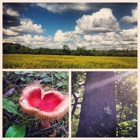 Cook County Forest Preserve