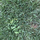 Perf-A-Lawn of Toledo Inc - Weed Control Service