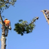 Atlantic Tree Service gallery