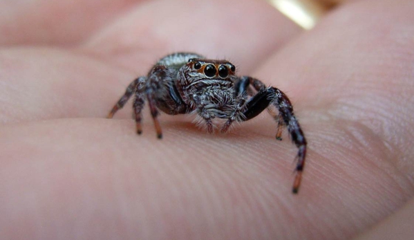 Systems Pest Management Pty Ltd - Thornleigh, NSW