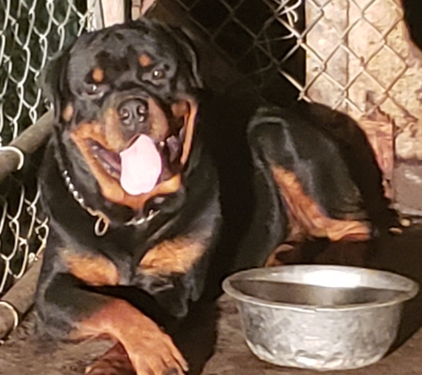 Dupree's Rottweiler Breeding and Stud Services - Greenville, NC. EXECUTIVE