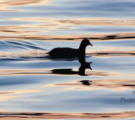 Alred Photography - Guntersville, AL