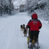 Seavey's Ididaride Sled Dog Tours gallery