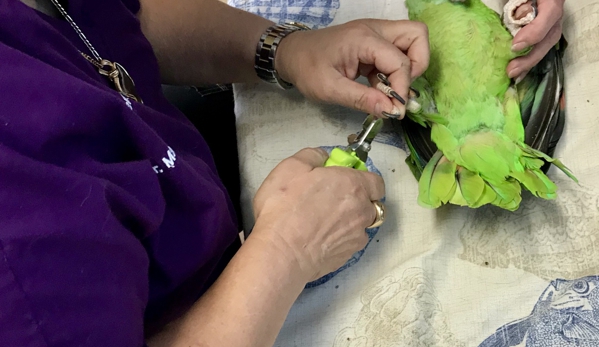 Port Royal Veterinary Hospital - Port Royal, SC. Bebop getting her nails done