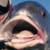 Capt Joe Roberts, Indian River Guides gallery