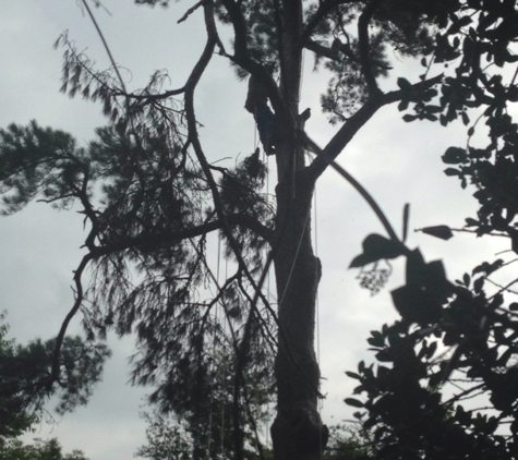 Coast to Coast Tree Service - Wilmington, NC. Our crew are the best. No job too big or too small...we are quality and believe I risk reduction to prepare for harsh weather conditions.