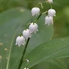 Lilly of the Valley Gut Health gallery