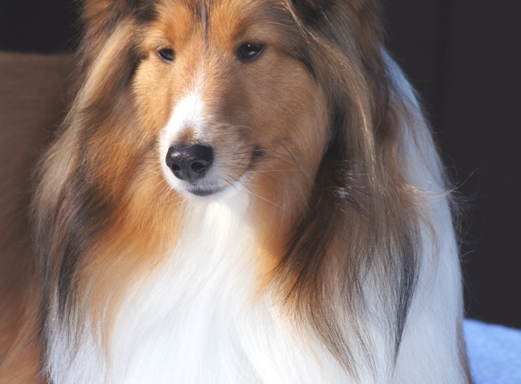 Aurora Kennel & Pet Shoppe - Oshkosh, WI. "Teddy" a sweetheart Sheltie