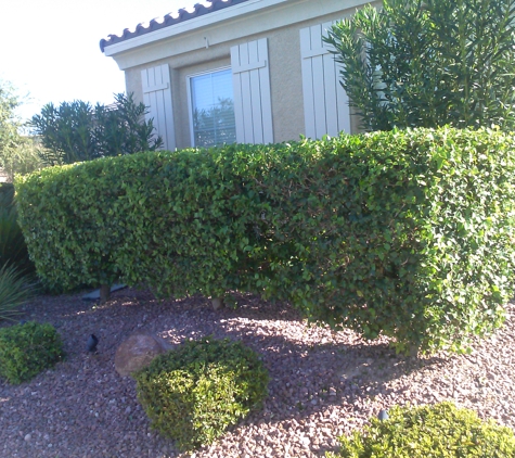 Pedros Tree Trimming - Las Vegas, NV