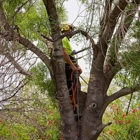 The Tree Guy