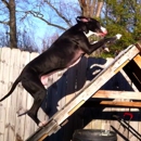 Unleashed PawTential Dog Training - Pet Training