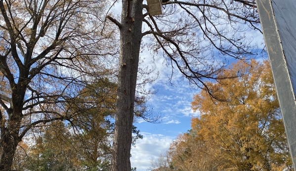 B & H Tree Service - Amory, MS. Complete removal of dead pine.