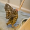 Wild Wings Wild Bird Rehabilitation gallery