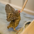 Wild Wings Wild Bird Rehabilitation