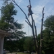 CG Arborist Services