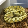 Mitten Reptiles gallery