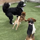 Pittsburgh Pet Concierge - Carpet & Rug Cleaners