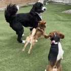 Pittsburgh Pet Concierge